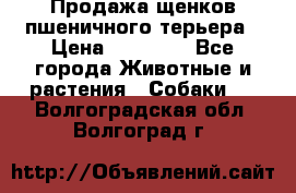 Продажа щенков пшеничного терьера › Цена ­ 30 000 - Все города Животные и растения » Собаки   . Волгоградская обл.,Волгоград г.
